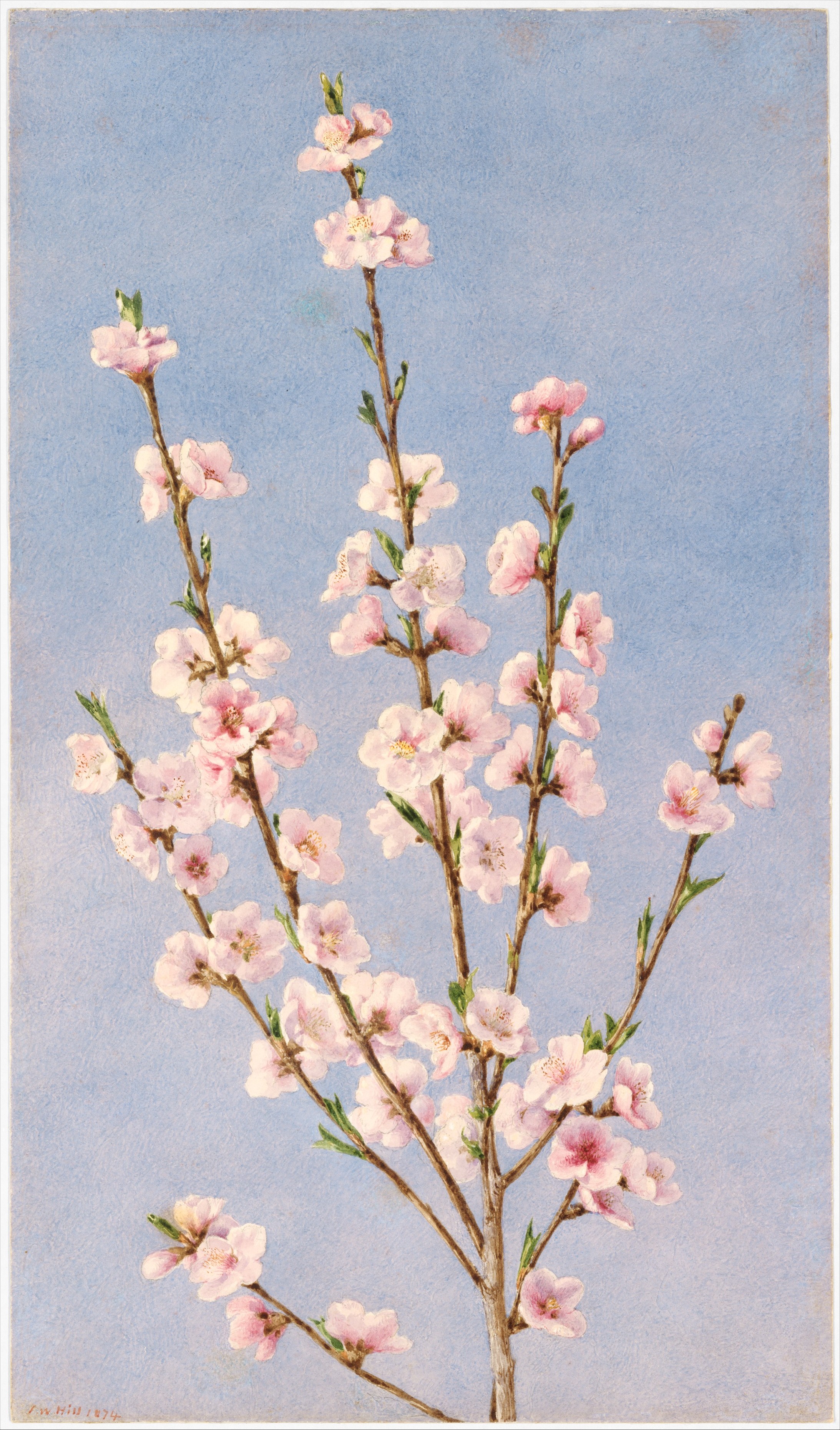 Peach Blossoms by John William Hill