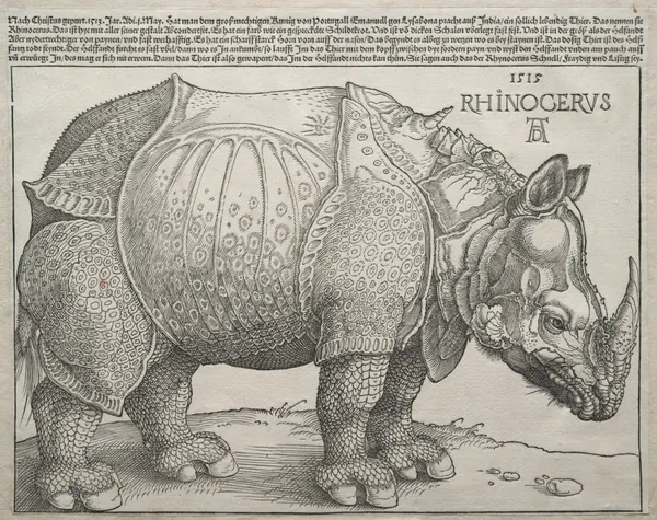 The Rhinoceros by Albrecht Dürer