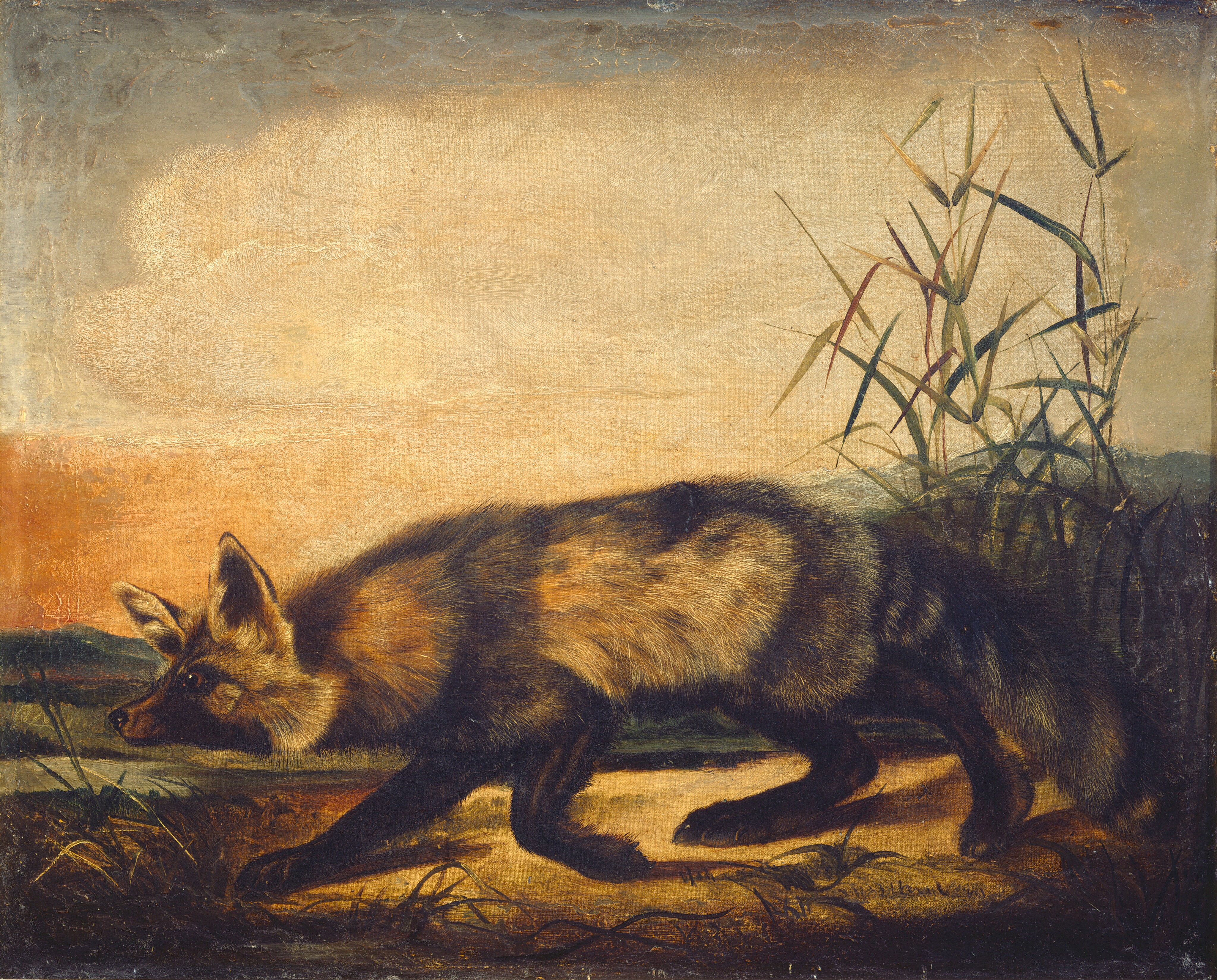 Long-Tailed Red Fox by John Woodhouse Audubon