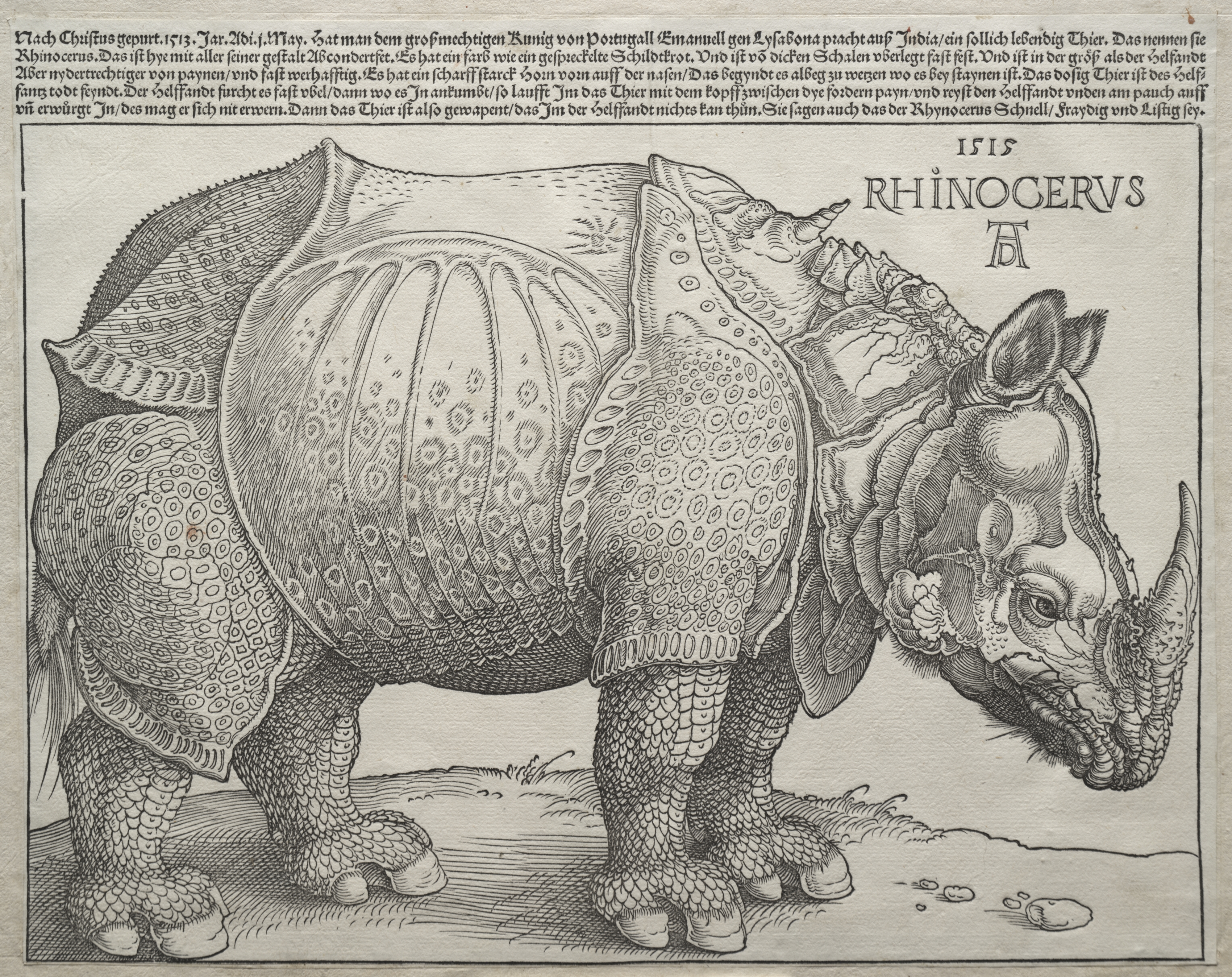 The Rhinoceros by Albrecht Dürer