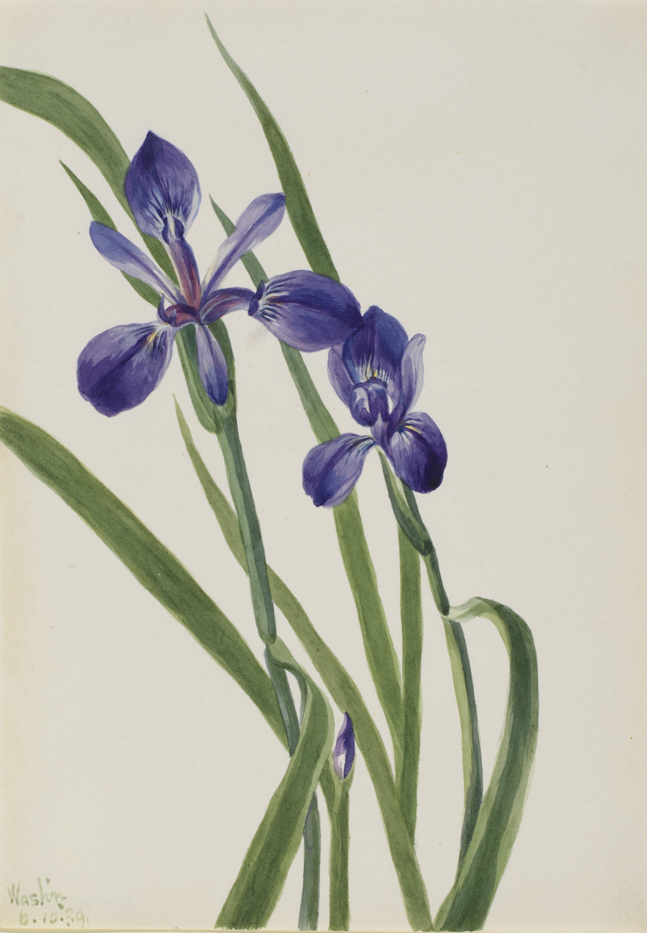 Iris (Iris species) by Mary Vaux Walcott